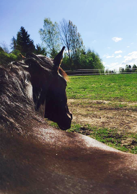 Voitto-laidun-nakyma