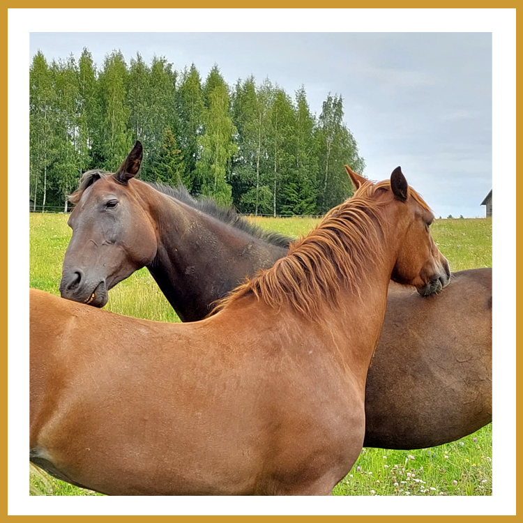 Hevosten väliseen ystävyyteen kuuluu rapsutus.