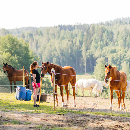 Hevoslaumat elävät Huumoriharjulla pihatoissa, joissa ne voivat vapaasti määrittää liikunnan ja levon tarpeensa.